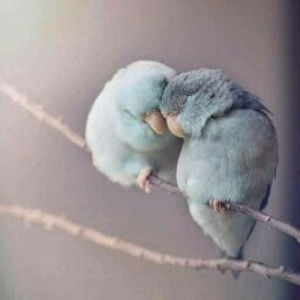 Meet your Posher, Saba